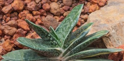 多肉植物（百合科） - 图画吧TUHUABA