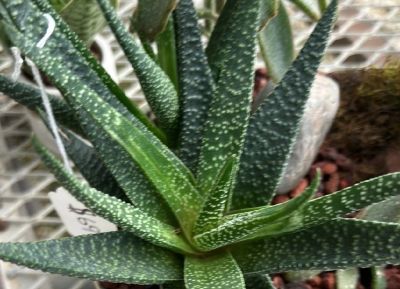 多肉植物（百合科） - 图画吧TUHUABA