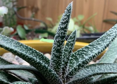 多肉植物（百合科） - 图画吧TUHUABA