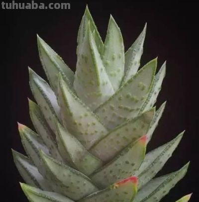 多肉植物（百合科） - 图画吧TUHUABA