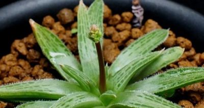 多肉植物（百合科） - 图画吧TUHUABA