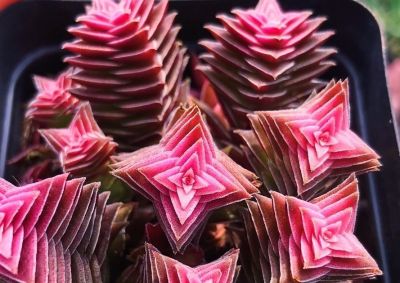 多肉植物（百合科） - 图画吧TUHUABA