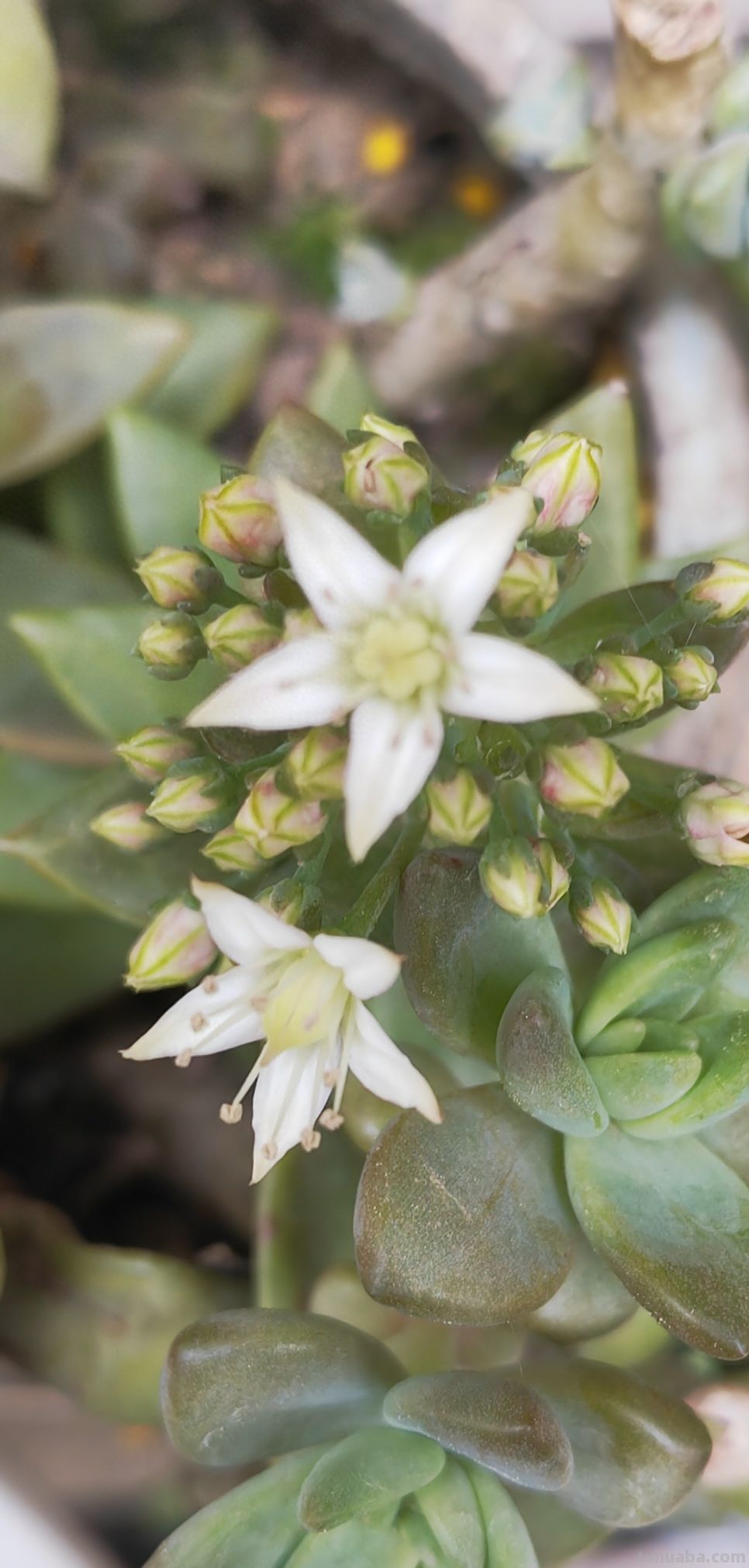 你家的多肉，偷偷开花了吗？原来这才是！春天最治愈的惊喜 - 今日头条