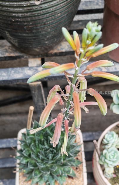 你家的多肉，偷偷开花了吗？原来这才是！春天最治愈的惊喜 - 图画吧TUHUABA