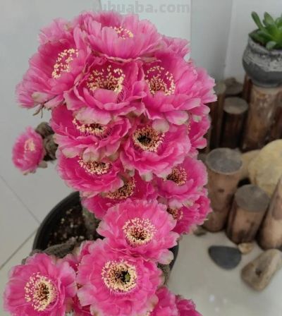 奶奶养在阳台上的仙人球，一次开了24朵，网友。这是给喂了激素么 - 图画吧TUHUABA