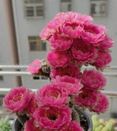 奶奶养在阳台上的仙人球，一次开了24朵，网友。这是给喂了激素么 - 今日头条