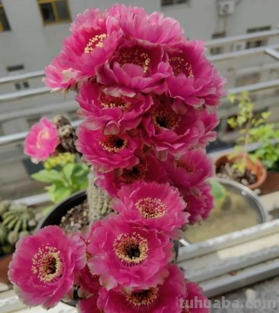 奶奶养在阳台上的仙人球，一次开了24朵，网友。这是给喂了激素么 - 图画吧TUHUABA