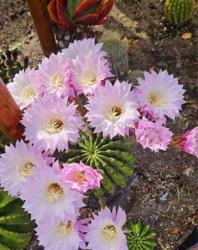 奶奶养在阳台上的仙人球，一次开了24朵，网友。这是给喂了激素么 - 图画吧TUHUABA