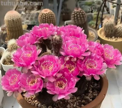 奶奶养在阳台上的仙人球，一次开了24朵，网友。这是给喂了激素么 - 图画吧TUHUABA