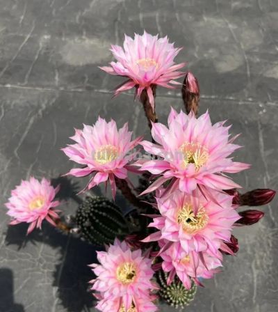 奶奶养在阳台上的仙人球，一次开了24朵，网友。这是给喂了激素么 - 图画吧TUHUABA