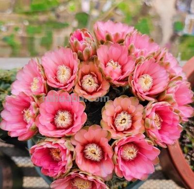 奶奶养在阳台上的仙人球，一次开了24朵，网友。这是给喂了激素么 - 图画吧TUHUABA