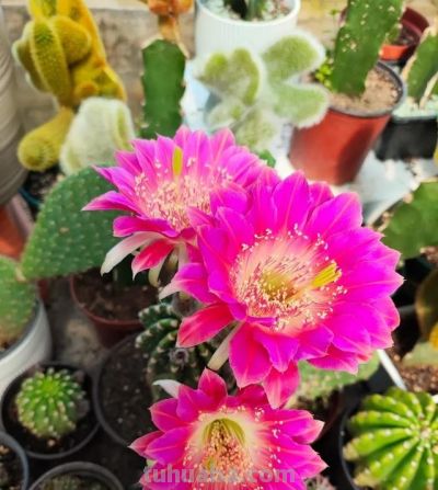 奶奶养在阳台上的仙人球，一次开了24朵，网友。这是给喂了激素么 - 图画吧TUHUABA