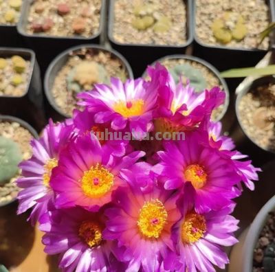 奶奶养在阳台上的仙人球，一次开了24朵，网友。这是给喂了激素么 - 图画吧TUHUABA