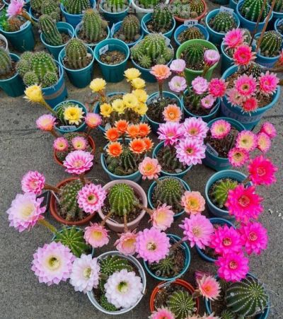 奶奶养在阳台上的仙人球，一次开了24朵，网友。这是给喂了激素么 - 图画吧TUHUABA