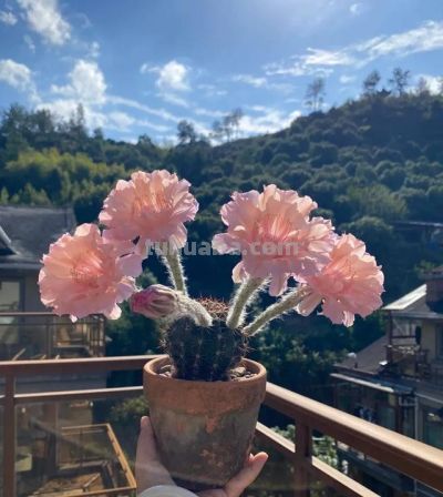 奶奶养在阳台上的仙人球，一次开了24朵，网友。这是给喂了激素么 - 图画吧TUHUABA