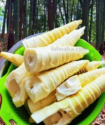 五一前后，这10种蔬菜营养丰富赶紧吃，错过等一年 - 今日头条