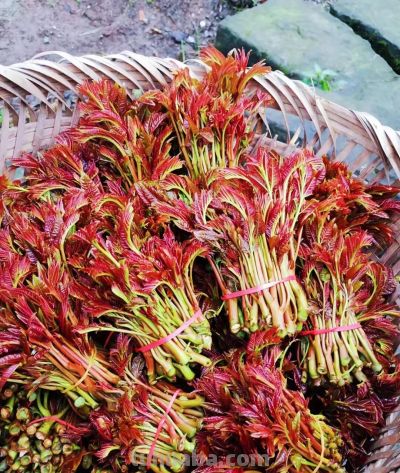 五一前后，这10种蔬菜营养丰富赶紧吃，错过等一年 - 图画吧TUHUABA