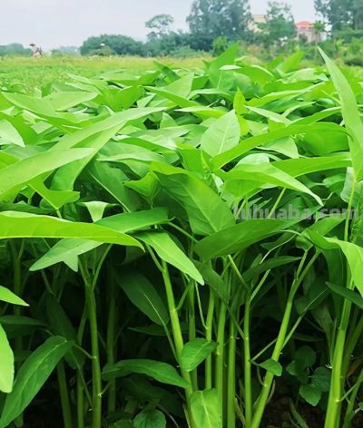 五一前后，这10种蔬菜营养丰富赶紧吃，错过等一年 - 图画吧TUHUABA