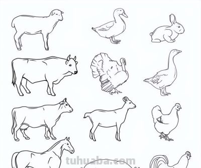 2000个动物简笔画线稿，收藏备用 - 图画吧TUHUABA