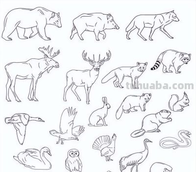 2000个动物简笔画线稿，收藏备用 - 图画吧TUHUABA