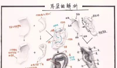 学素描头像入门必备，详细讲解。 - 图画吧TUHUABA