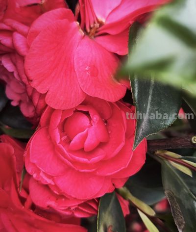 学点摄影小技巧，让生活更美好（一） - 图画吧TUHUABA