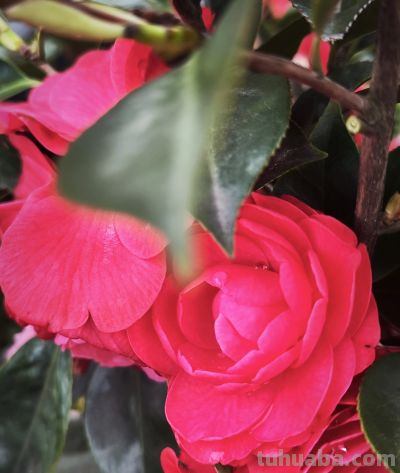 学点摄影小技巧，让生活更美好（一） - 图画吧TUHUABA