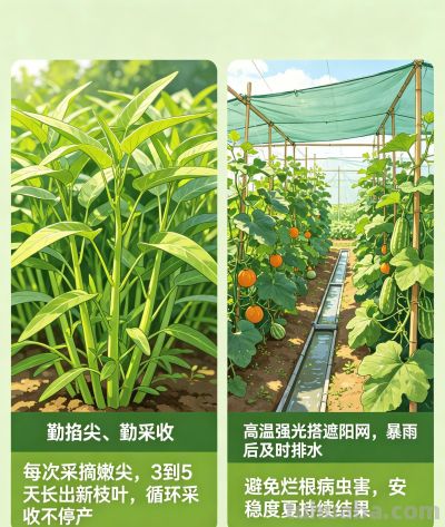 家庭小菜园这样种，一年四季吃不完 - 图画吧TUHUABA
