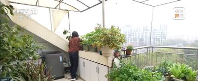 智能园艺赋能家庭种植 阳台种菜催生现代农业新赛道 - 今日头条