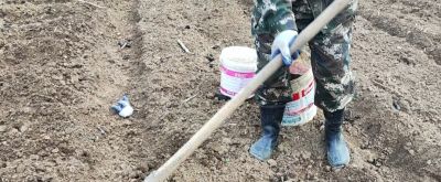 家中生活垃圾别随意扔！种菜浇一勺，蔬菜长的好品质高 - 图画吧TUHUABA