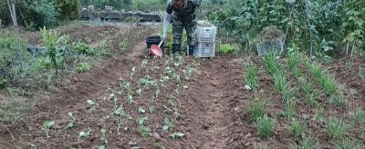 家中生活垃圾别随意扔！种菜浇一勺，蔬菜长的好品质高 - 图画吧TUHUABA