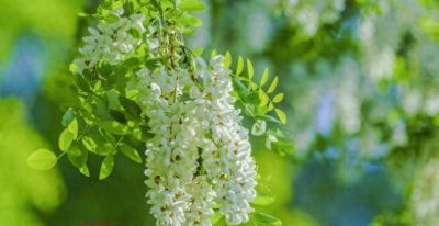 槐花花语：默默思念，素雅纯洁，深藏温柔，岁岁安然。 - 今日头条
