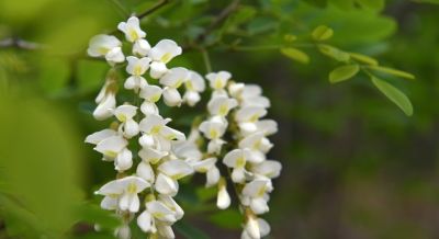 槐花花语：默默思念，素雅纯洁，深藏温柔，岁岁安然。 - 图画吧TUHUABA