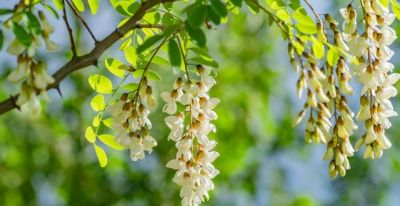 槐花花语：默默思念，素雅纯洁，深藏温柔，岁岁安然。 - 图画吧TUHUABA