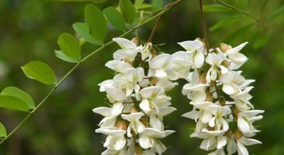 槐花花语：默默思念，素雅纯洁，深藏温柔，岁岁安然。 - 图画吧TUHUABA
