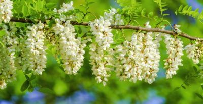 槐花花语：默默思念，素雅纯洁，深藏温柔，岁岁安然。 - 图画吧TUHUABA