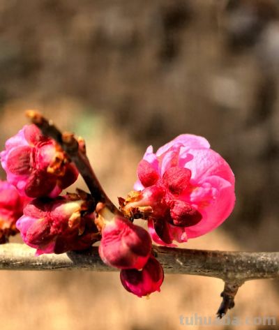 一束花治愈生活！藏在花朵里的浪漫文化，赠花数量寓意一文看懂 - 今日头条
