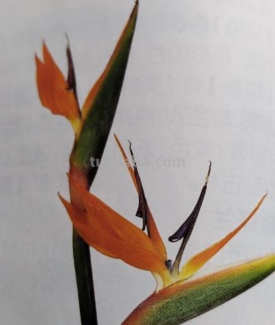 一束花治愈生活！藏在花朵里的浪漫文化，赠花数量寓意一文看懂 - 图画吧TUHUABA