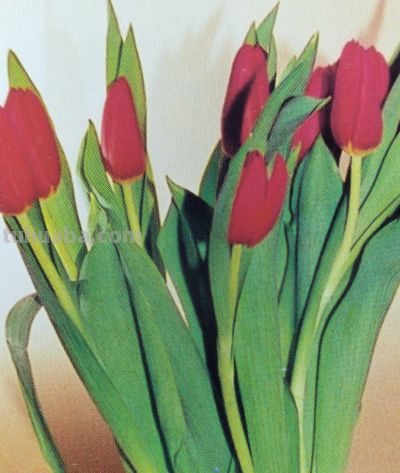 一束花治愈生活！藏在花朵里的浪漫文化，赠花数量寓意一文看懂 - 图画吧TUHUABA