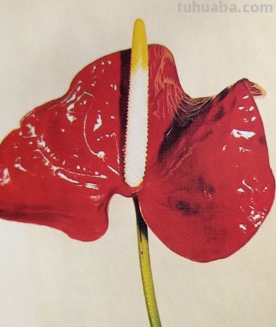 一束花治愈生活！藏在花朵里的浪漫文化，赠花数量寓意一文看懂 - 图画吧TUHUABA