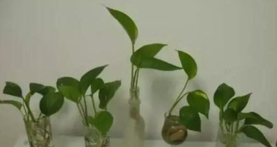 水培绿萝这样养,不仅不黄叶,还能常年绿油油 - 今日头条 水培绿萝这样养,不仅不黄叶,还能常年绿油油 - 图画吧TUHUABA