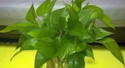水培绿萝这样养,不仅不黄叶,还能常年绿油油 - 今日头条 水培绿萝这样养,不仅不黄叶,还能常年绿油油 - 图画吧TUHUABA