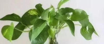 水培绿萝这样养,不仅不黄叶,还能常年绿油油 - 今日头条 水培绿萝这样养,不仅不黄叶,还能常年绿油油 - 图画吧TUHUABA