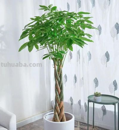 养好发财树,简单记住3点,再也不黄叶,一年四季绿油油 - 今日头条 养好发财树,简单记住3点,再也不黄叶,一年四季绿油油 - 图画吧TUHUABA
