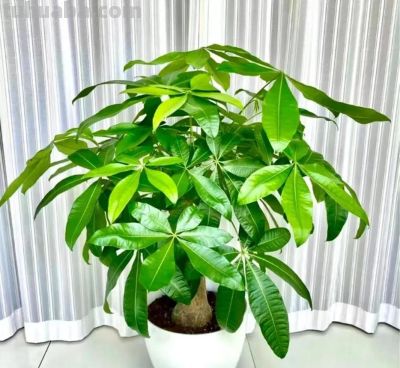 养好发财树,简单记住3点,再也不黄叶,一年四季绿油油 - 今日头条 养好发财树,简单记住3点,再也不黄叶,一年四季绿油油 - 图画吧TUHUABA