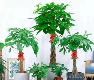 养好发财树,简单记住3点,再也不黄叶,一年四季绿油油 - 今日头条 养好发财树,简单记住3点,再也不黄叶,一年四季绿油油 - 图画吧TUHUABA