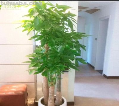 养好发财树,简单记住3点,再也不黄叶,一年四季绿油油 - 今日头条 养好发财树,简单记住3点,再也不黄叶,一年四季绿油油 - 图画吧TUHUABA
