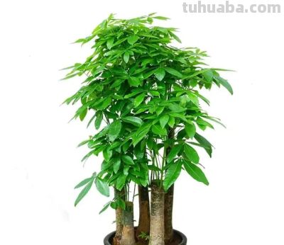 养好发财树,简单记住3点,再也不黄叶,一年四季绿油油 - 今日头条 养好发财树,简单记住3点,再也不黄叶,一年四季绿油油 - 图画吧TUHUABA