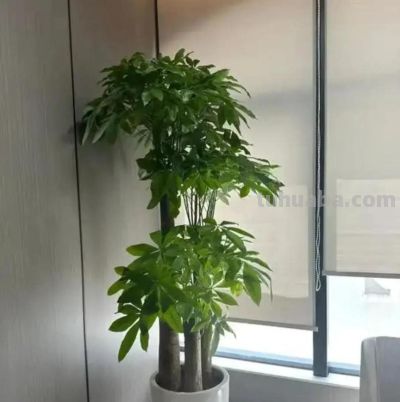 养好发财树,简单记住3点,再也不黄叶,一年四季绿油油 - 今日头条 养好发财树,简单记住3点,再也不黄叶,一年四季绿油油 - 图画吧TUHUABA