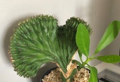 多肉植物（大戟科） - 图画吧TUHUABA